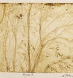 Auwald